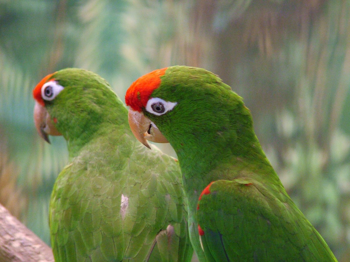 Aratinga waglerova - Aratinga wagleri